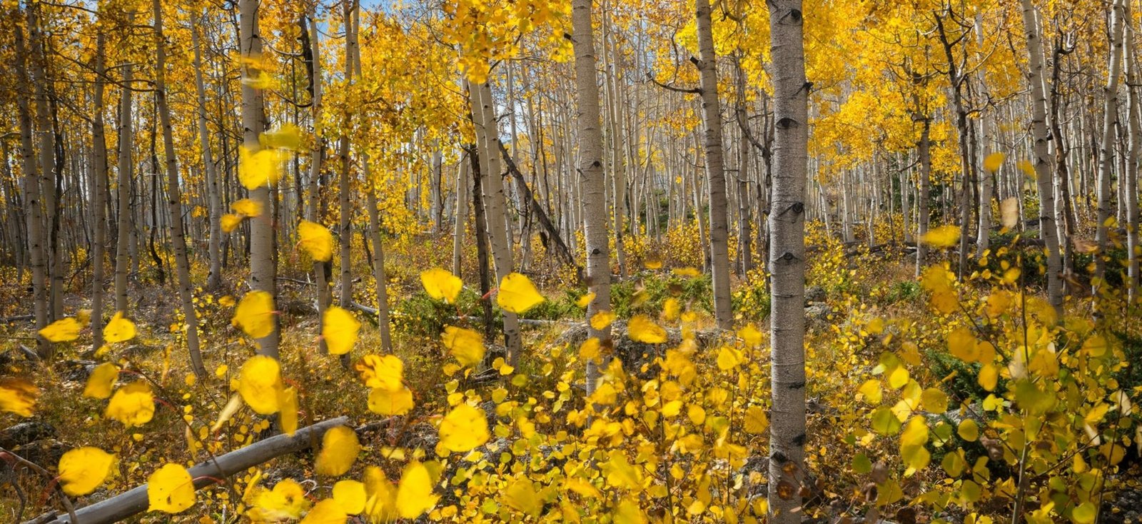 07_nationalgeographic_2646126