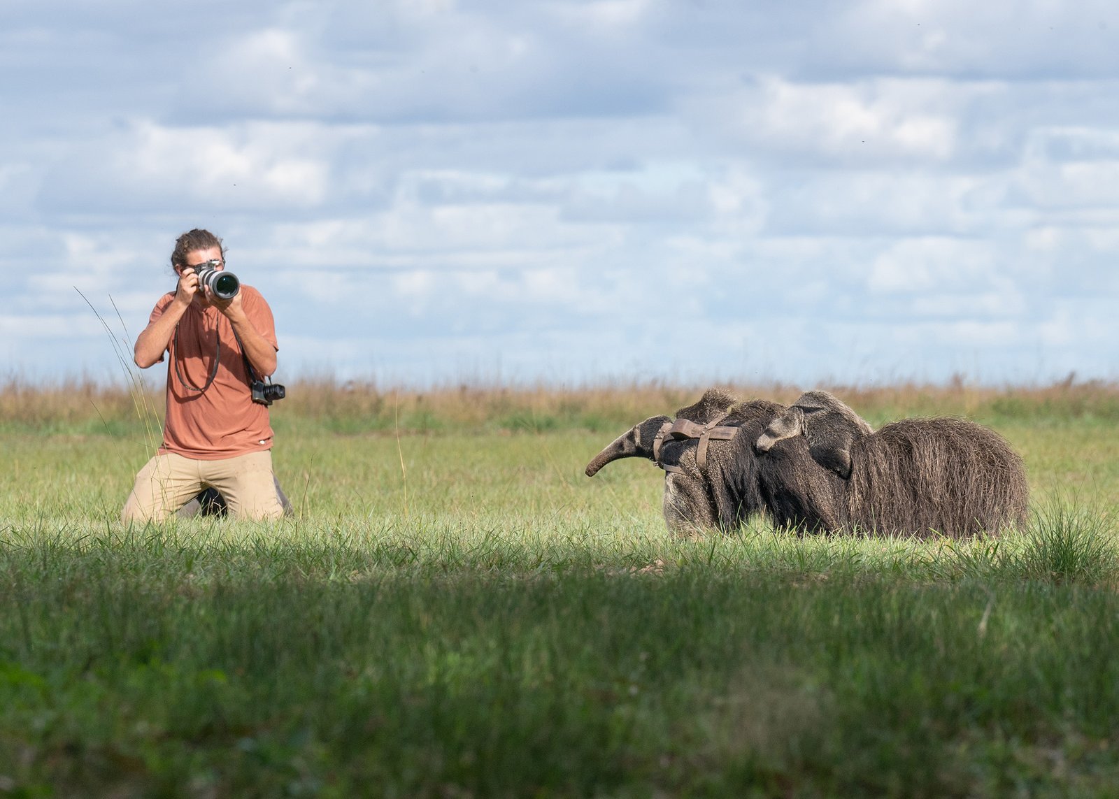 Gente-observando-oso-hormiguero-Iberá-Junio-2023-Sebastián-Navajas-Fundación-Rewilding-Argentina-03462