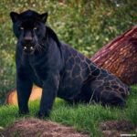 Jaguar-Negro