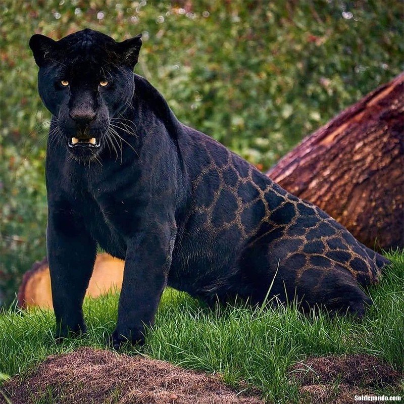 Jaguar-Negro