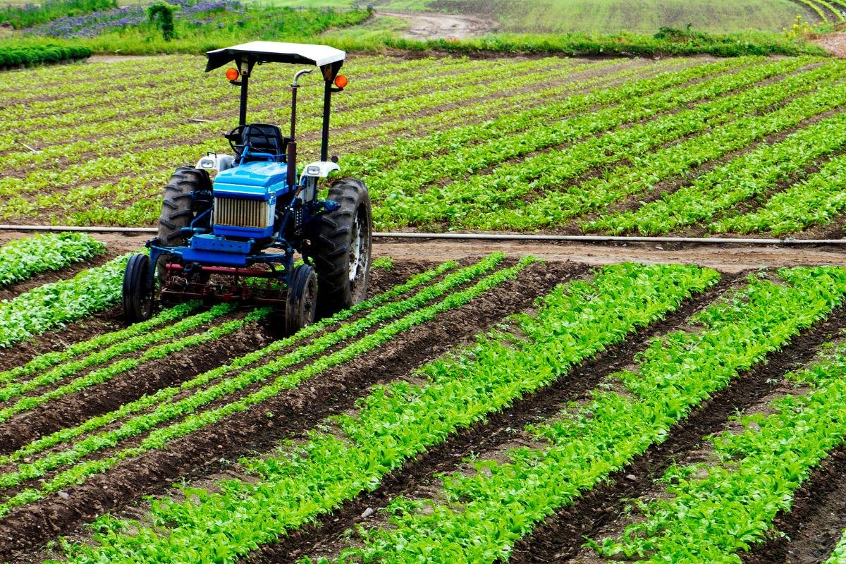 sector_agricola_que_es_actividades_e_importancia_4650_1200